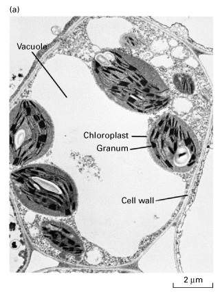 what does a vacuole look like